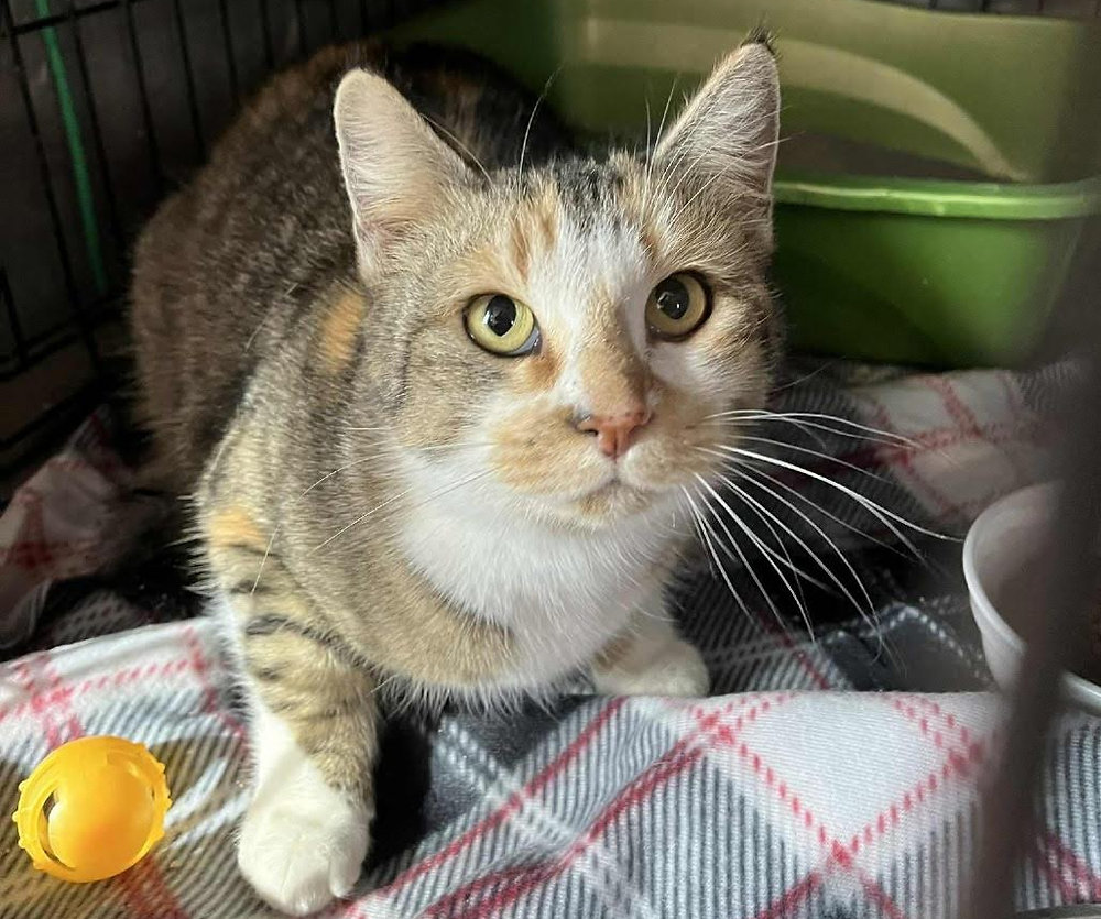 This sweet cat has one wish for the new year; a calm, loving home.