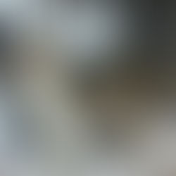 Sibling crew: These four stray kittens among this week’s featured pets up for adoption at the ECHS.