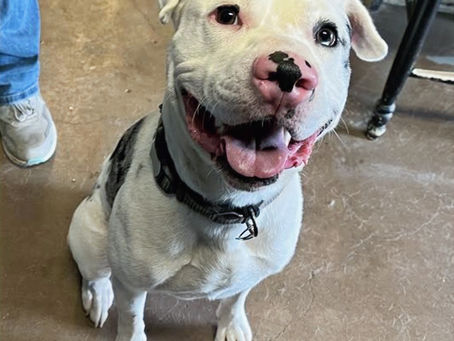 This sweet boy has tons of energy and needs a family that can give him an active lifestyle.