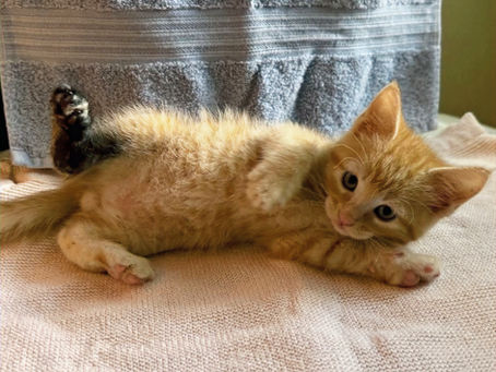 Meet Snickerdoodle; this sweet kitten was abandoned and found inside a tire.