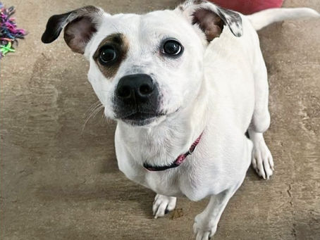 This week’s featured pets include a fun-size, sassy dog and cat that likes to play with her mouse.