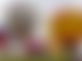 Moo-La Fest and those hot air balloons are soaring back to Stephenville. (And so is that carnival!)