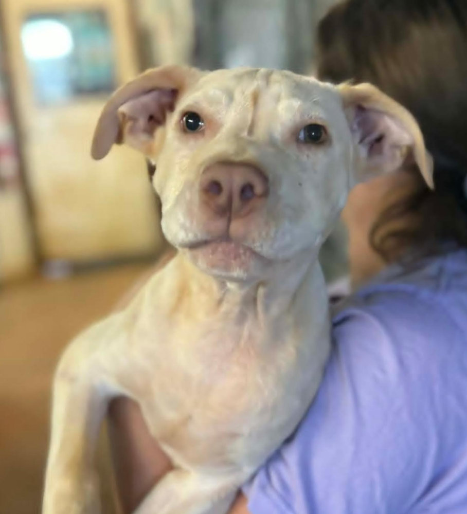 Meet Rocco: this cute pup will bring nonstop fun and laughter into your life.