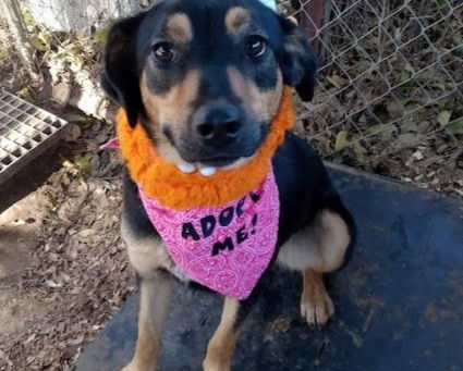 Timid Aussie mix and chubby cat are this week’s featured pets.