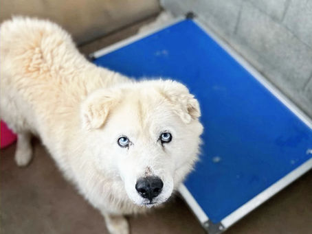 Bear loves riding in cars and exploring the world. He is a sweet pup that’s never met a stranger.