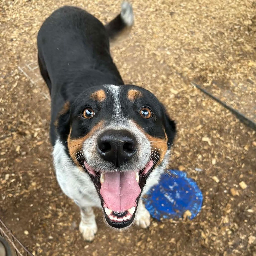 Say hi to Howlywood. This sweet pup is ready for an active, loving family to call his own.