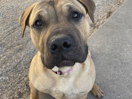 This sweet dog is learning to walk on a leash and would like to find his forever home.