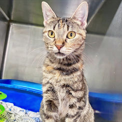 This sweet mama cat and her newborn kittens were rescued from under a car.