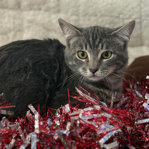 Little Drummer Boy is a sweet kitten that’s learning to accept love.
