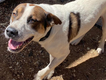 Shy heeler with separation anxiety, cat that loves attention are this week’s featured pets.