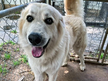 This big, beautiful Great Pyrenees has 100 pounds of love to give.