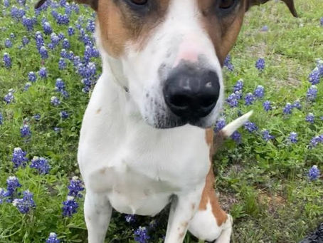 This sweet dog that loves to play has been at the shelter since June 2022.
