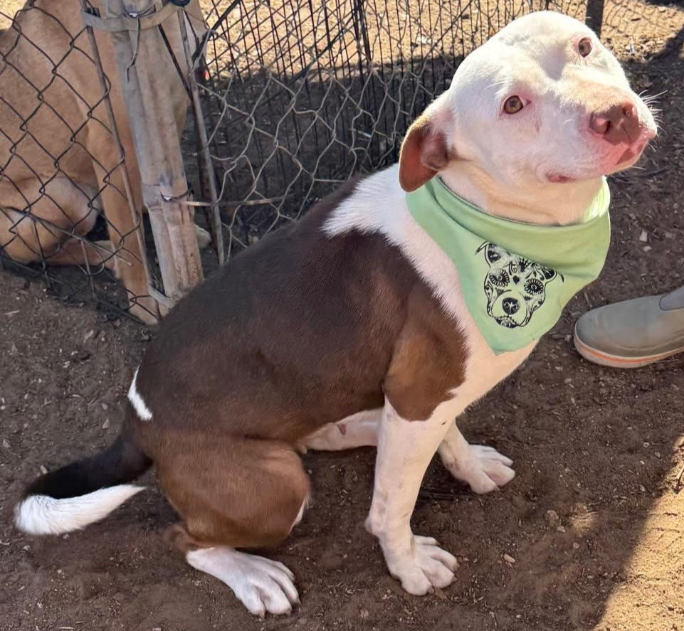 Finding a forever home for Catherine: Meet the sweet shelter pup ready for love.