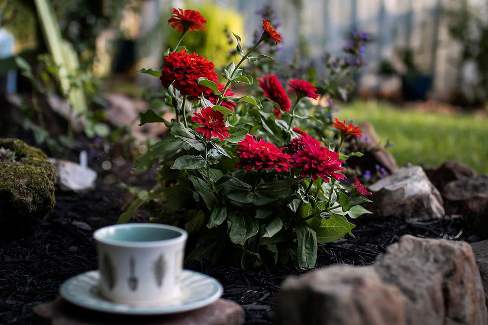 garden pic 1