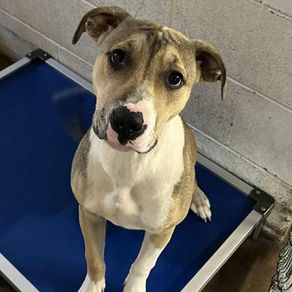 Abernathy is a sweet pup who loves attention and being right in the middle of the action.