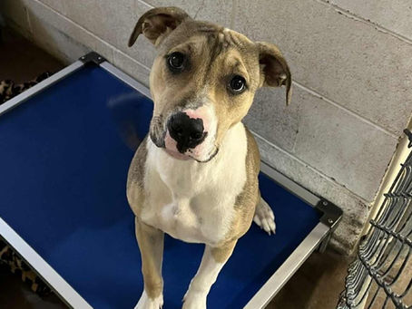 Abernathy is a sweet pup who loves attention and being right in the middle of the action.