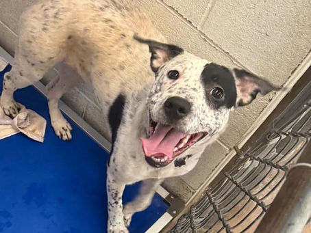 This adoptable girl is full of energy and always ready for her next adventure.