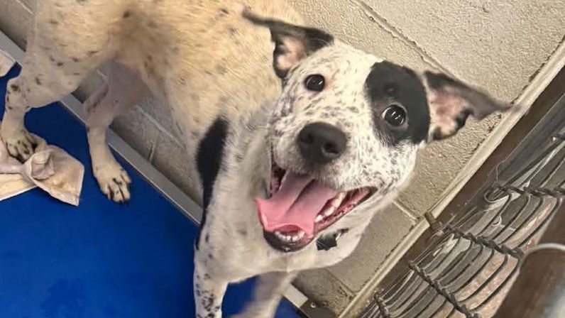 This adoptable girl is full of energy and always ready for her next adventure.