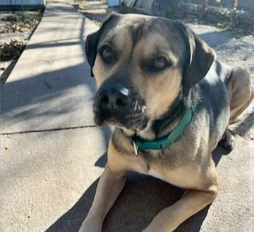 Beefy likes to sit, shake and walk on a leash. She has been at the shelter since September.