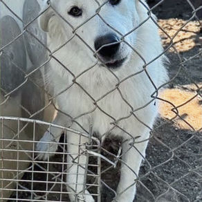 This week’s featured dog and cat arrived at the shelter as strays and are waiting to find their forever homes.
