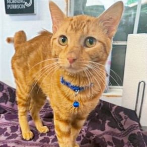 Say hi to Chili! This affectionate cat is ready to find his forever home.
