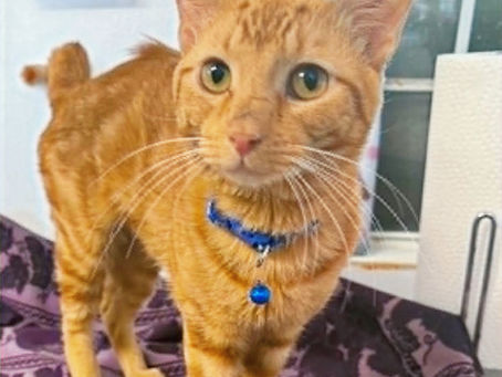 Say hi to Chili! This affectionate cat is ready to find his forever home.