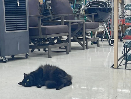 Good Stuff Fridays: Say hi to Liza Jane. This sweet cat lives at Dowell Ace Hardware and is loved by staff, customers.