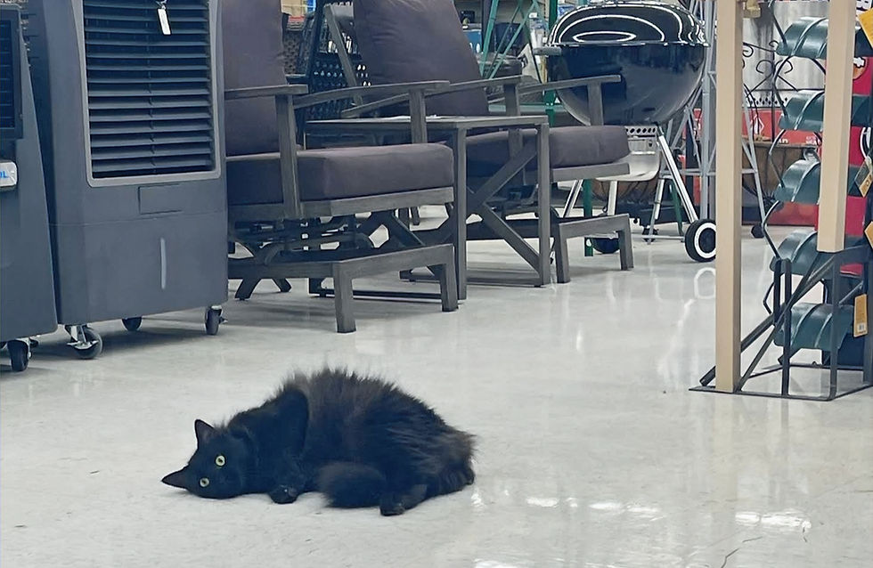 Liza Jane was spotted by a shopper this week at Dowell Ace Hardware.