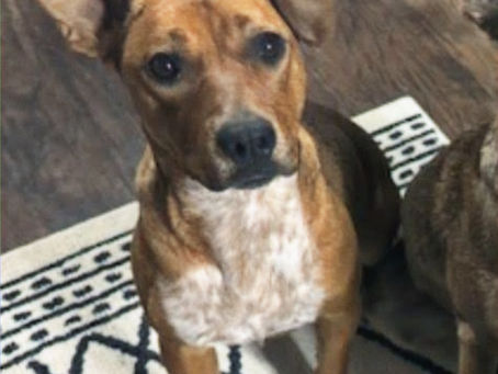 This week’s featured pets include a timid, but sweet Heeler mix and 2 playful kittens.