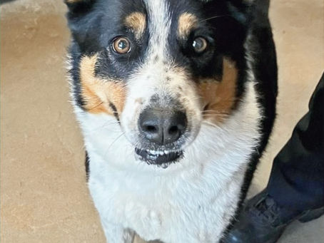 This sweet girl was surrendered by her owner and is very nervous at the shelter.