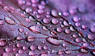 t and p leaf water.jpeg