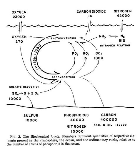 Redfiel & al biologique chimiques ocean.