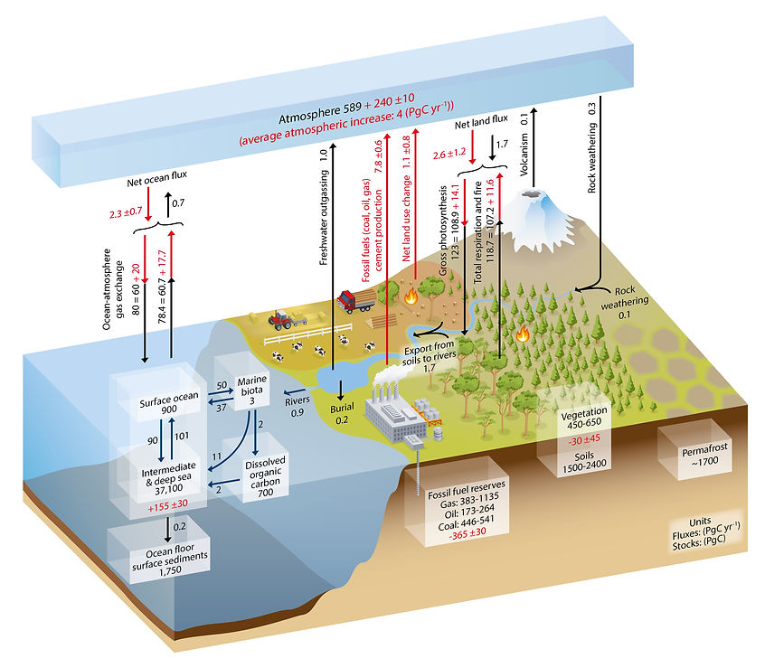 cycle du carbone ipcc.jpg