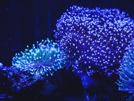 The Sparkling Secrets behind Nature's Glow