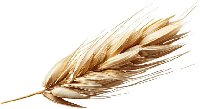 bier-gerst-ingredient.webp