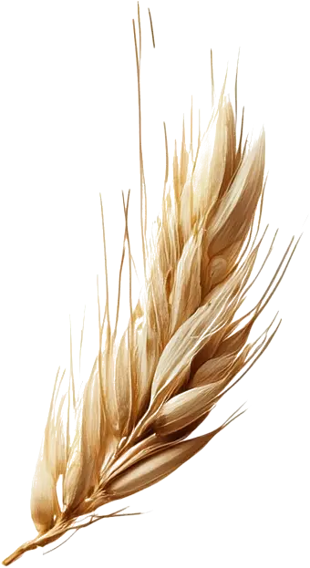 gerst-ingredient-bier.webp