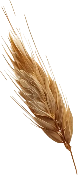 gerst-bier-ingredient.webp