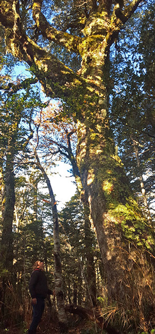 materiaprima_arbol.jpg