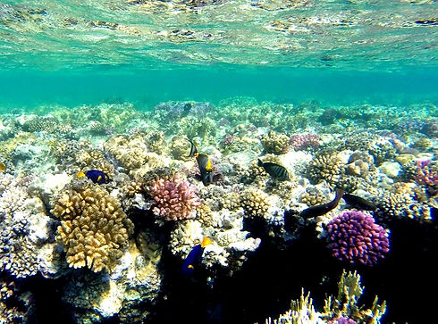 Shaab-Samadai-Things-to-Do-in-Marsa-Alam