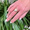 Miniature : bague style art déco dorée avec nacre vue portée