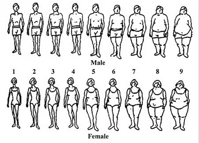 Major Findings Bodyimage The bone structure, fat distribution, age, pregnancy, genetic permutation, and hormonal combination determine your body shape. major findings bodyimage