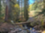 log bridge in forest