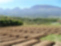 Field day east Java with Australian Farm