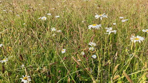 Meadow Volunteer Sessions