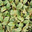 Thumbnail: Ficus Elastica Tineke Ruby