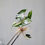 Thumbnail: Alocasia Bambino Var