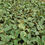 Thumbnail: Ficus Elastica Tineke Ruby