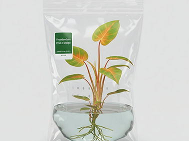 Philodendron prince orange 2.jpg