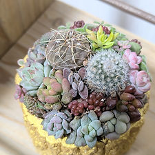 えっちゃんのモルタル鉢&植物