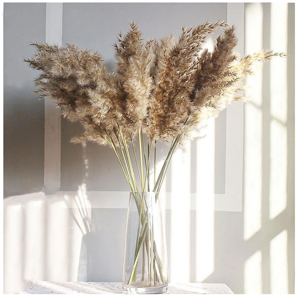 Thumbnail: Dried Natural Pampas Grass Reed and Jumbo Reed Variation